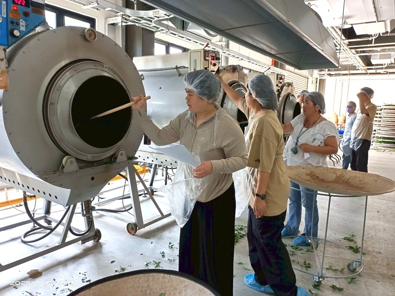 學員操作炒菁機進行茶葉加熱與翻炒,體驗臺灣茶葉製程技術。