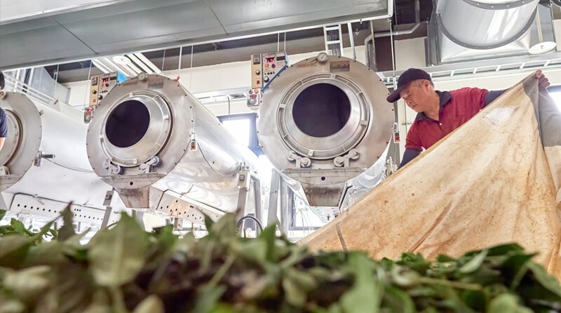 臺灣客家茶文化館製茶工房中,講師操作大型炒菁機進行茶葉加熱處理,展現臺灣茶葉製程技術。