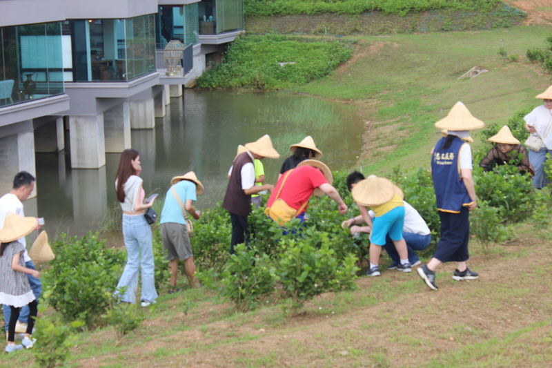 參加者於臺灣客家茶文化館戶外茶園體驗茉莉花採摘活動，親子家庭戴著斗笠彎身採花，體驗窨花茶製程的第一步。