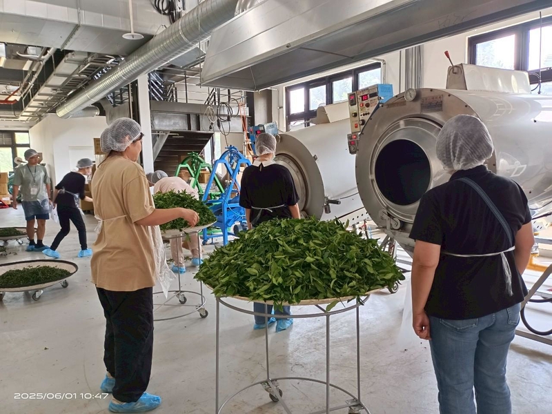 2025年臺灣客家茶文化館丙級製茶課程,學員在製茶工房中實作炒菁與揉捻步驟,展現臺灣茶文化技藝傳承的現場。