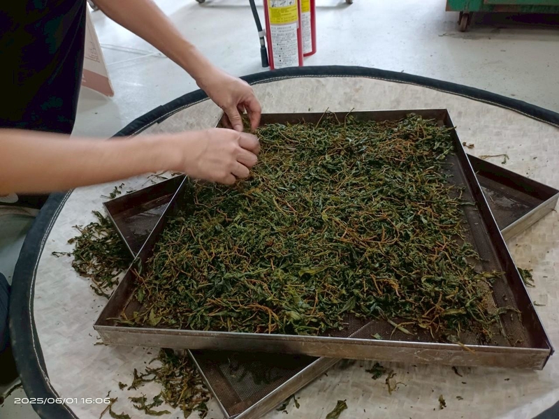 「學員親手篩選乾燥後的茶葉,體驗製茶最後的品質控管階段。」