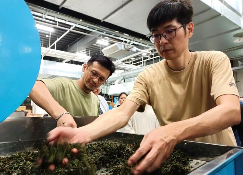 2025年臺灣客家茶文化館丙級製茶課程中,講師指導學員進行茶葉乾燥與整理步驟,展現臺灣傳統製茶工藝的專業精神。